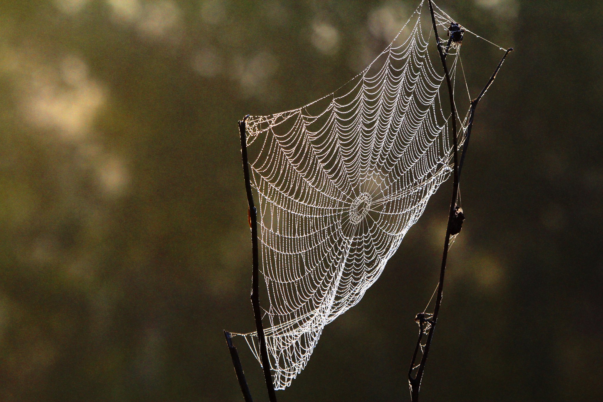 Acorn Crew: Spiders - Iowa Natural Heritage Foundation