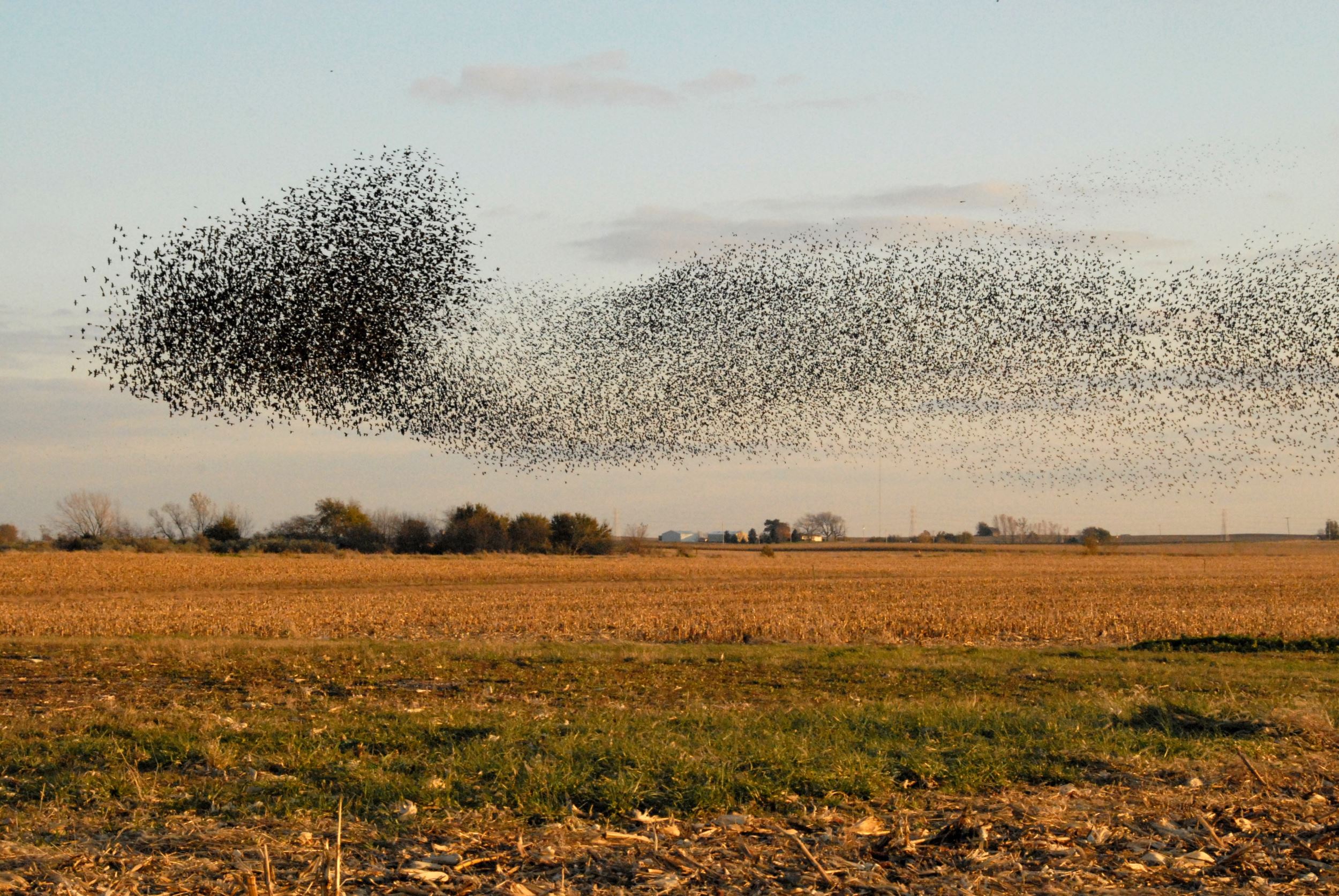 Nature's Shapeshifters: Bird Murmurations