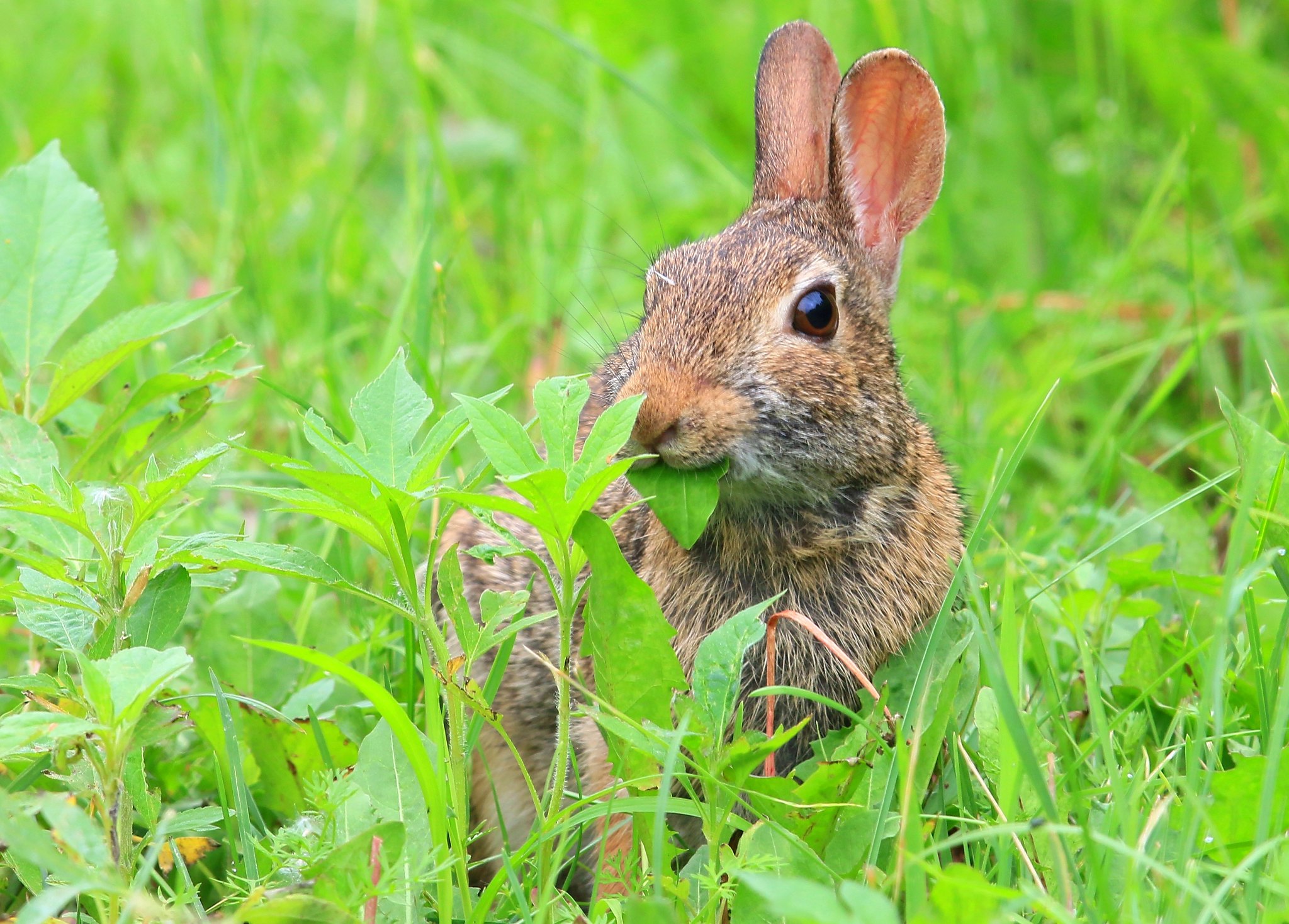 From Prey to Predator: Energy Movement in Nature