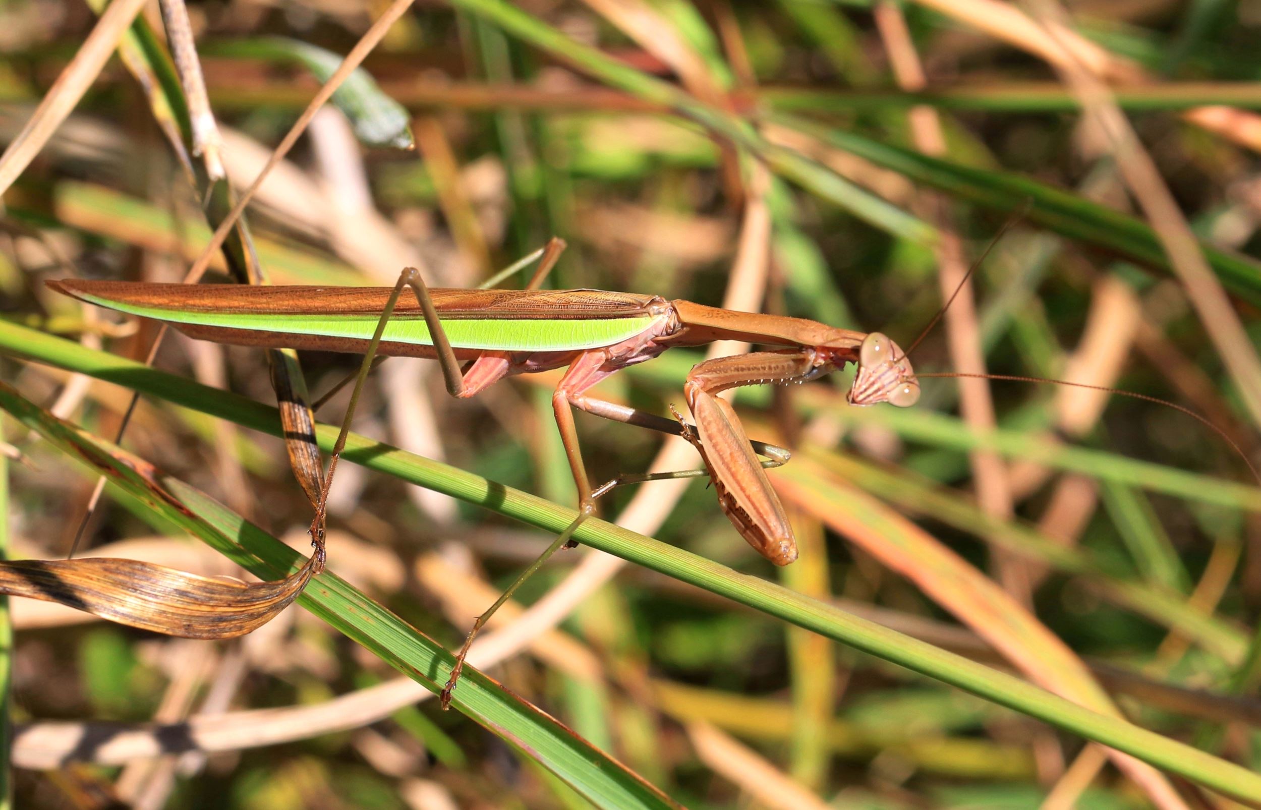 Species spotlight: Praying Mantis