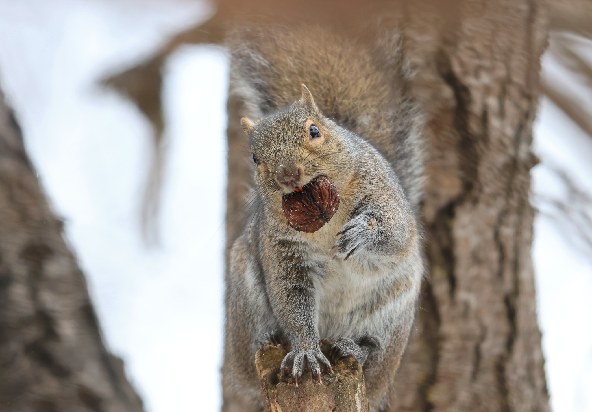 Acorn Crew: Squirrels