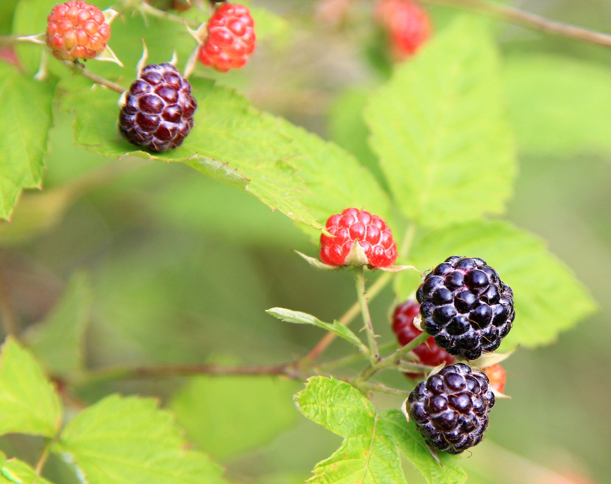 Species spotlight: Black raspberry