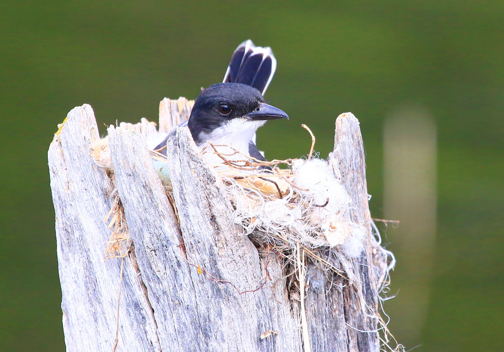 Larry Reis, Eastern Kingbird sitting on nest