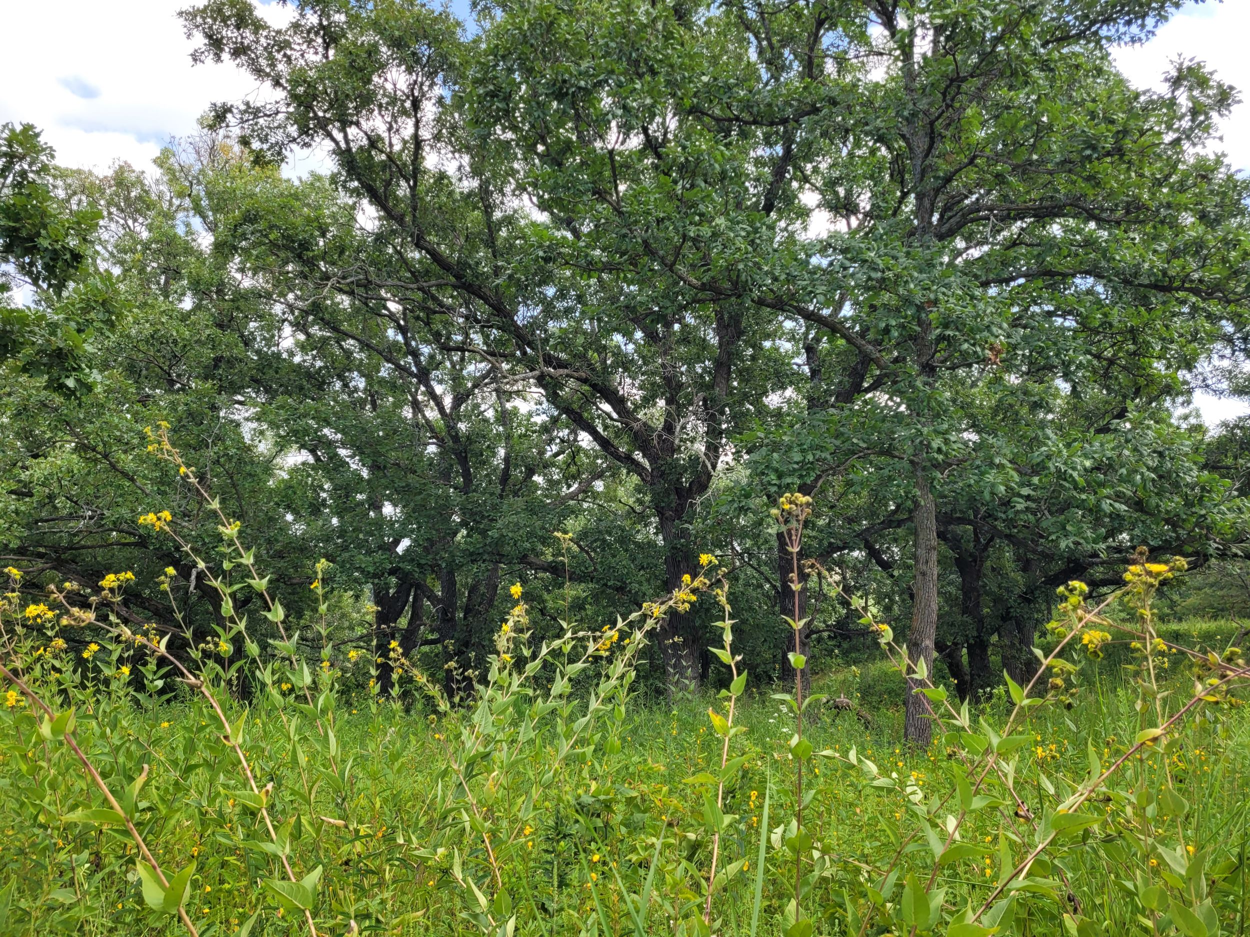 Prairie Doctor