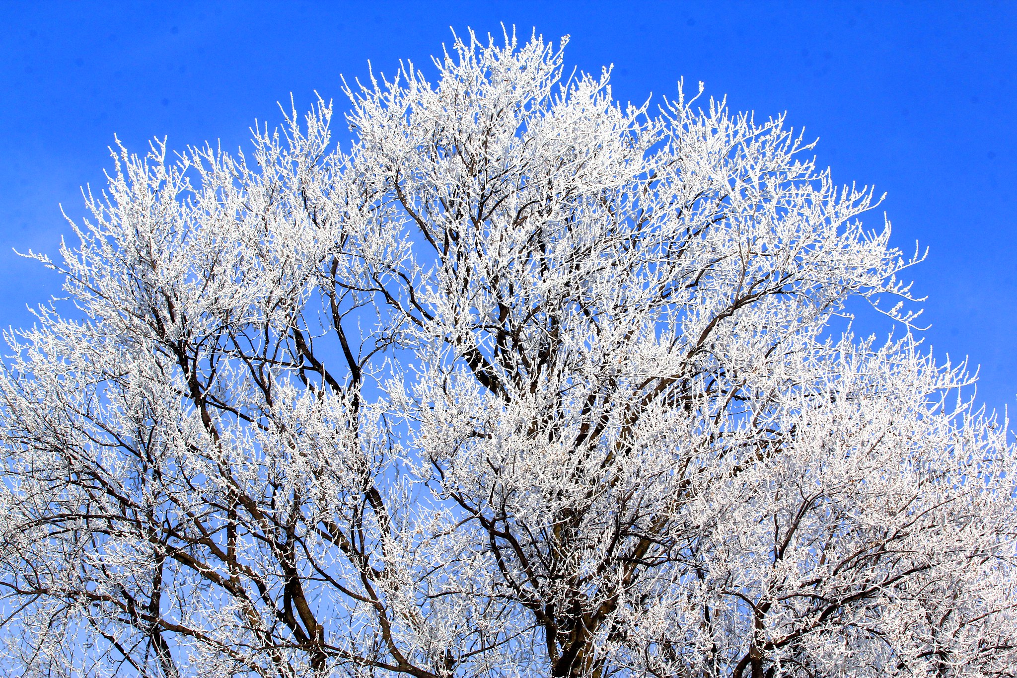 Acorn Crew: Frost, Nature's Fingerprints