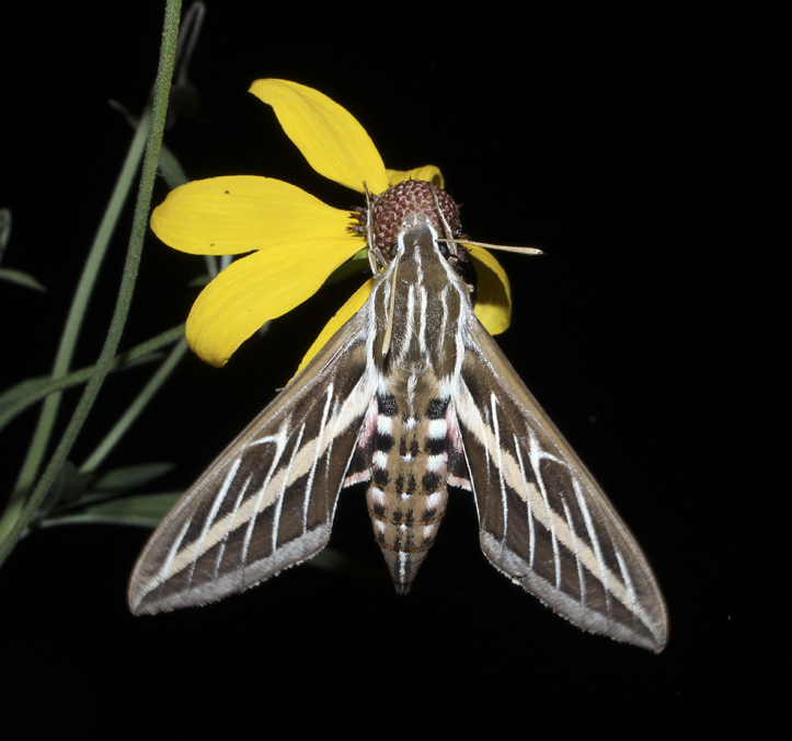 White Lined Sphinx Moth 